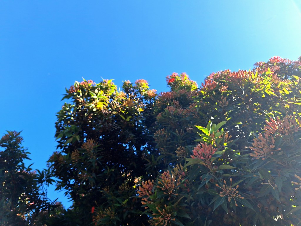 Red flowering gum with buds ready to blossom
